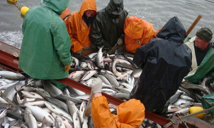 Камчатка традиционно лидирует в объемах вылова лососей